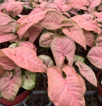 Strawberry Cream Nephthytis Syngonium 